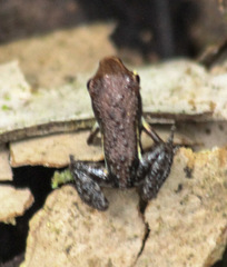 Epipedobates boulengeri