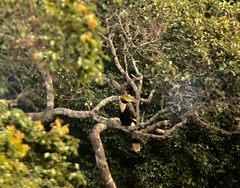 Buceros bicornis