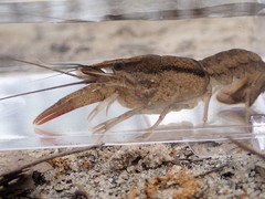 Procambarus bivittatus