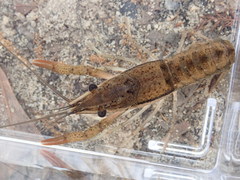 Procambarus bivittatus