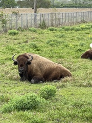 Bison