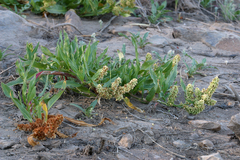 Rumex triangulivalvis