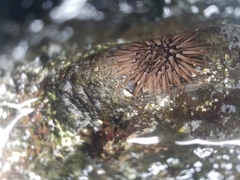 Echinometra mathaei