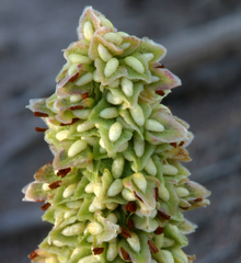 Rumex triangulivalvis