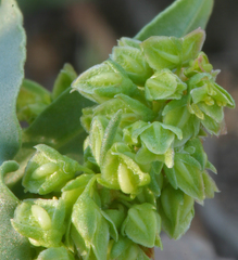 Rumex triangulivalvis