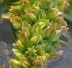 Rumex triangulivalvis