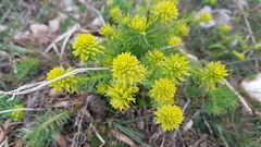 Uromyces pisi-sativi