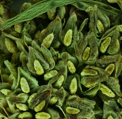 Rumex triangulivalvis