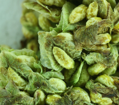 Rumex triangulivalvis