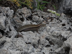 Heremites vittatus