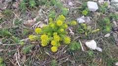 Uromyces pisi-sativi