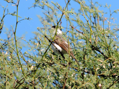 Xenopsaris albinucha