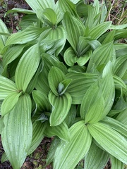 Veratrum californicum