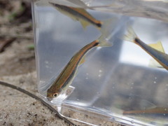 Pteronotropis hypselopterus