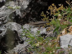 Heremites vittatus