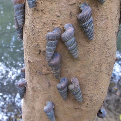 Cerithidea decollata