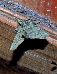 Olceclostera truncata