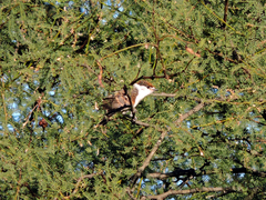 Xenopsaris albinucha