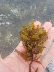 Sargassum aquifolium