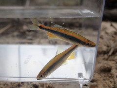 Pteronotropis hypselopterus