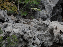 Heremites vittatus