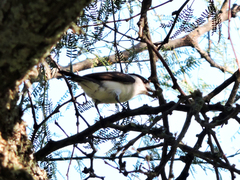 Xenopsaris albinucha