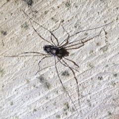 Platybunus