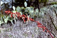 Hesperaloe parviflora
