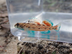 Coastal Darter photo 2