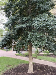 Ilex opaca