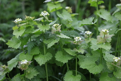 Alliaria petiolata