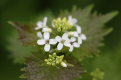 Alliaria petiolata