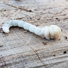 Polycesta
