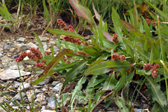 Rumex californicus