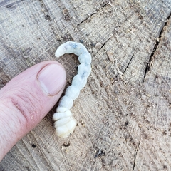 Polycesta