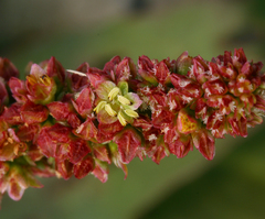Rumex californicus