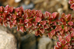 Rumex californicus