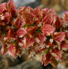 Rumex californicus
