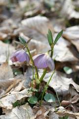 Helleborus purpurascens