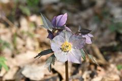 Helleborus purpurascens