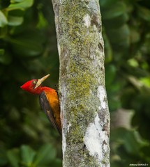 Campephilus rubricollis