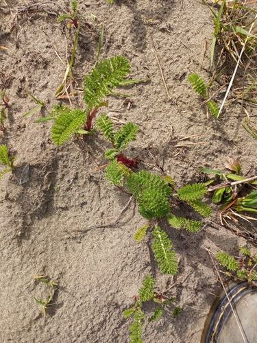 Dune Tansy foliage