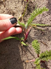Tanacetum bipinnatum