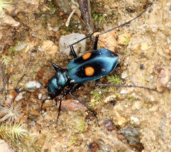 Pseudoxycheila chaudoiri