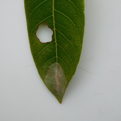 Conopomorpha cyanospila