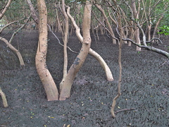 Cerithidea decollata