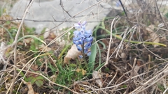 Hyacinthella dalmatica