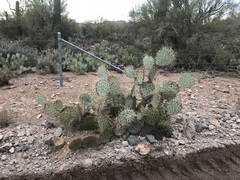 Opuntia confusa