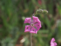 Silene