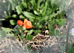 Sphaeralcea lindheimeri